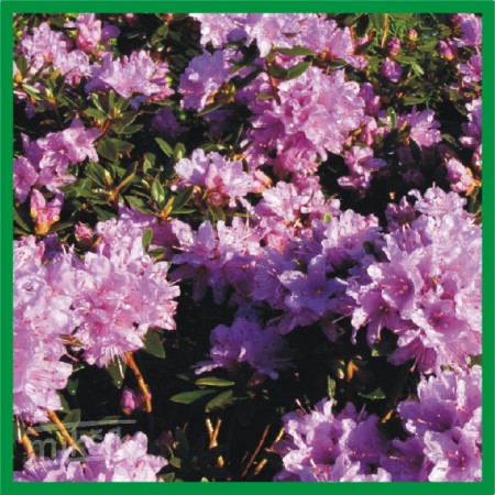 Rhododendron impeditum - rododendron neprístupný